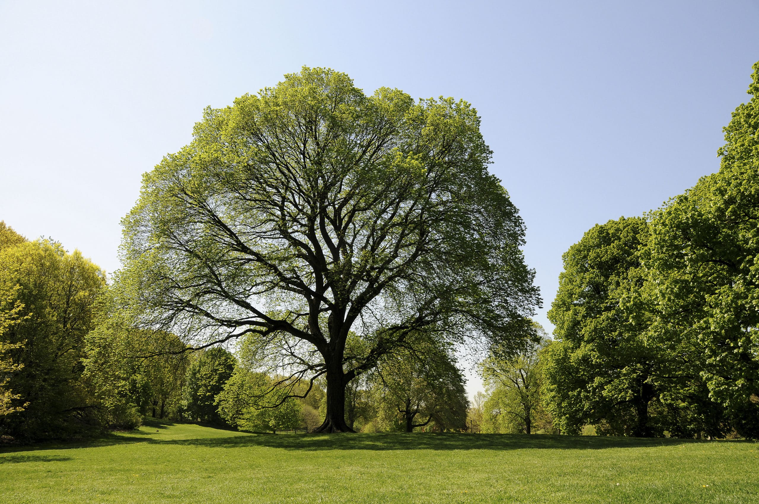 Commemorate Someone Special at the Community Arbor Day Planting on April 25