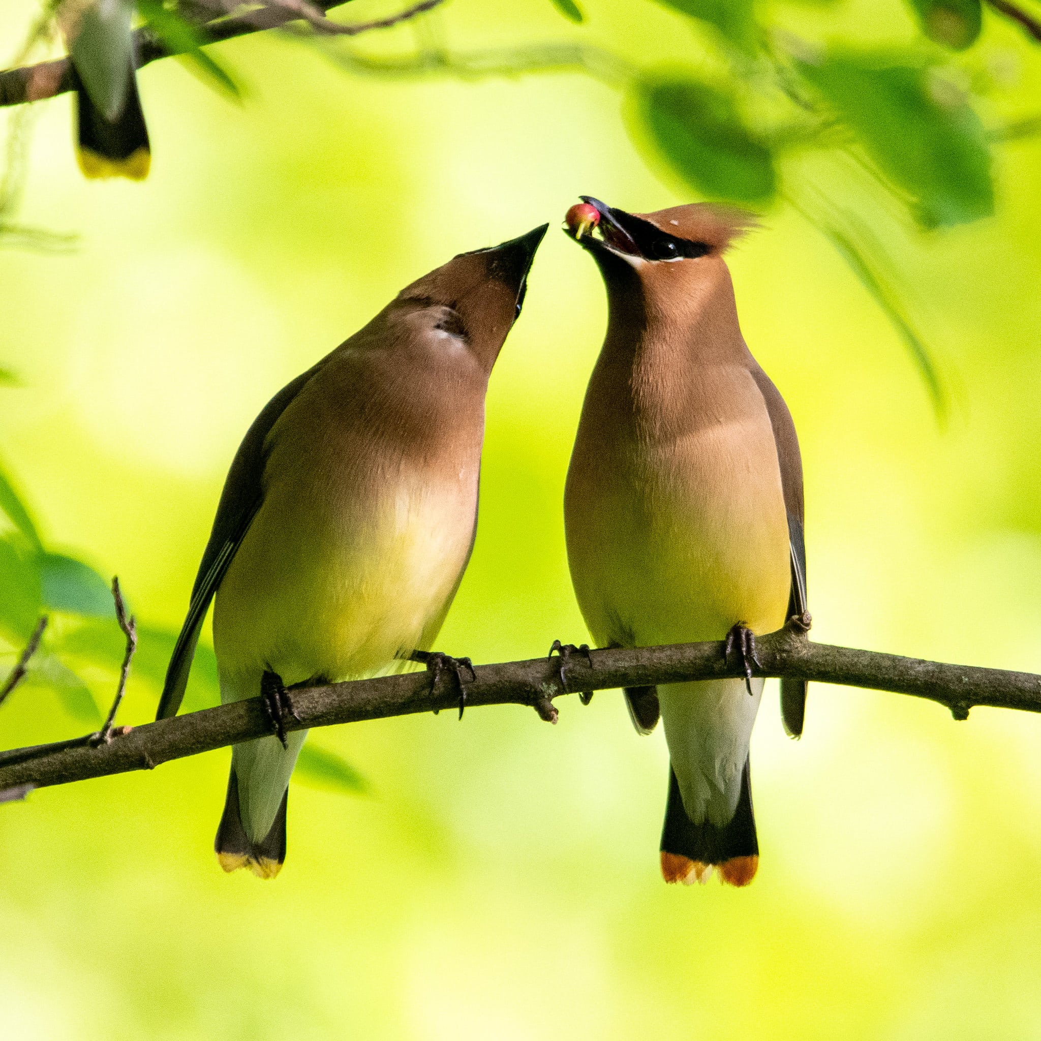 Cedar Waxwing Birds