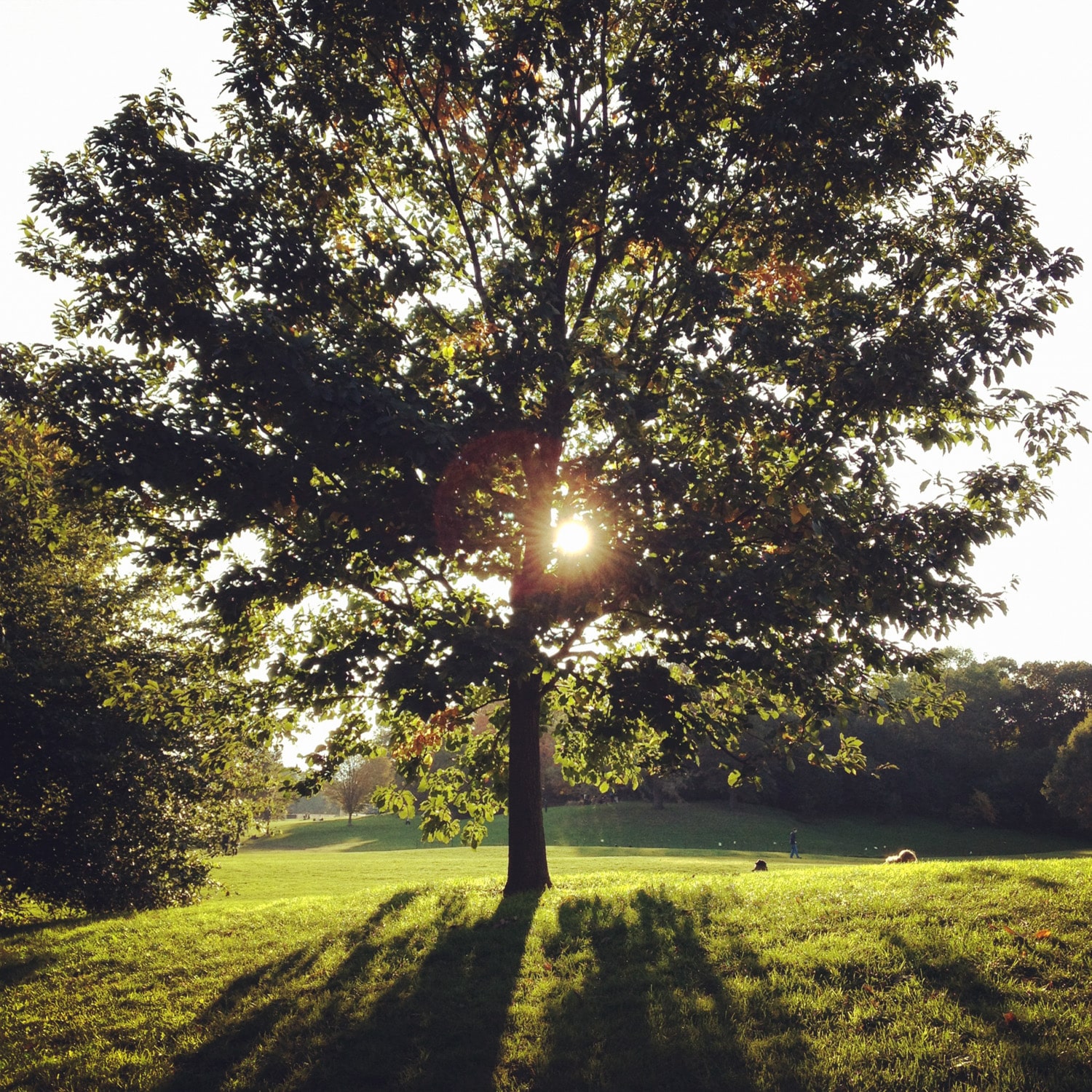 Sustain the Park That Sustains You + Give a One-time or Reoccurring Gift